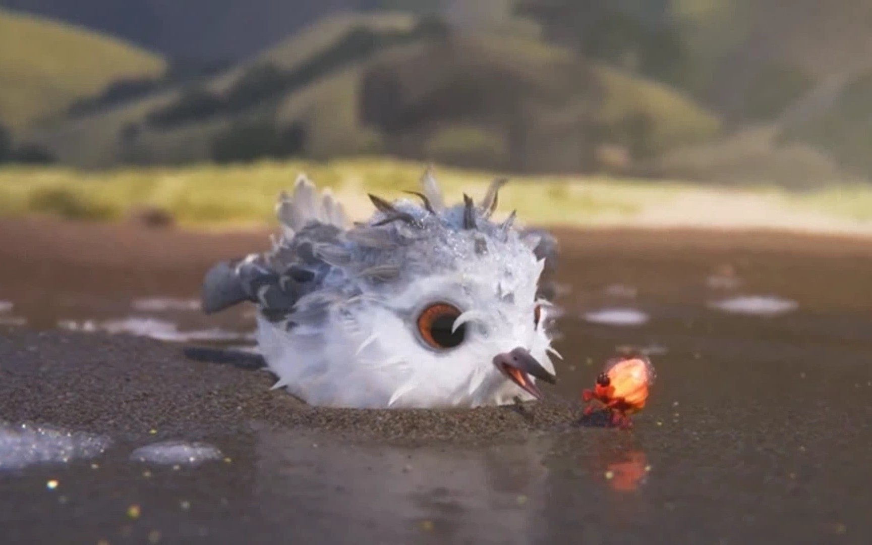 (温情萌趣的小海鸟)鹬 奥斯卡获奖短篇 软萌系