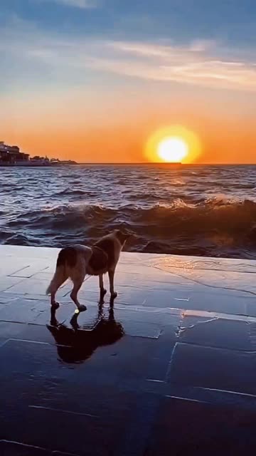 360_640竖版 竖屏