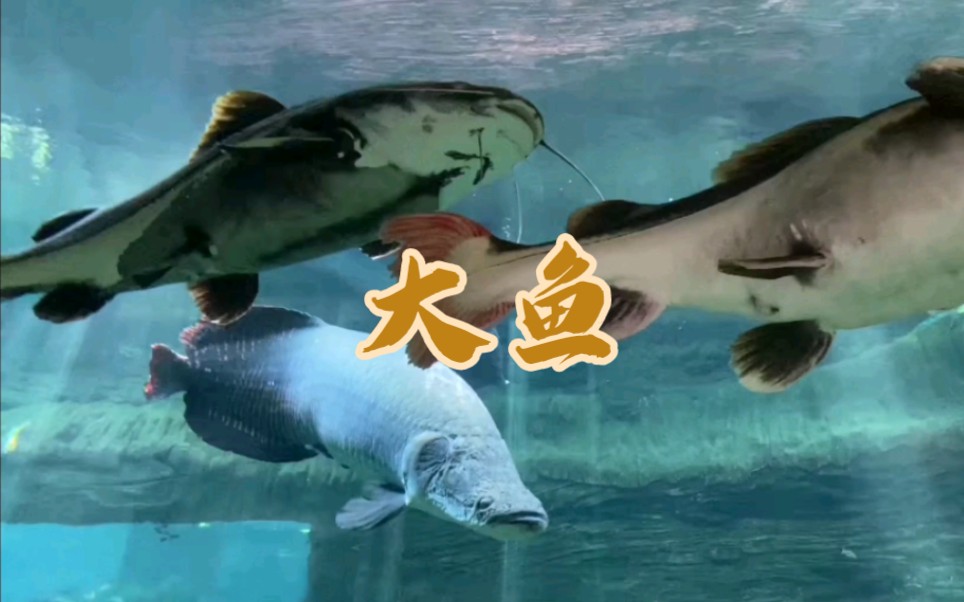 貌似只认识猫鱼