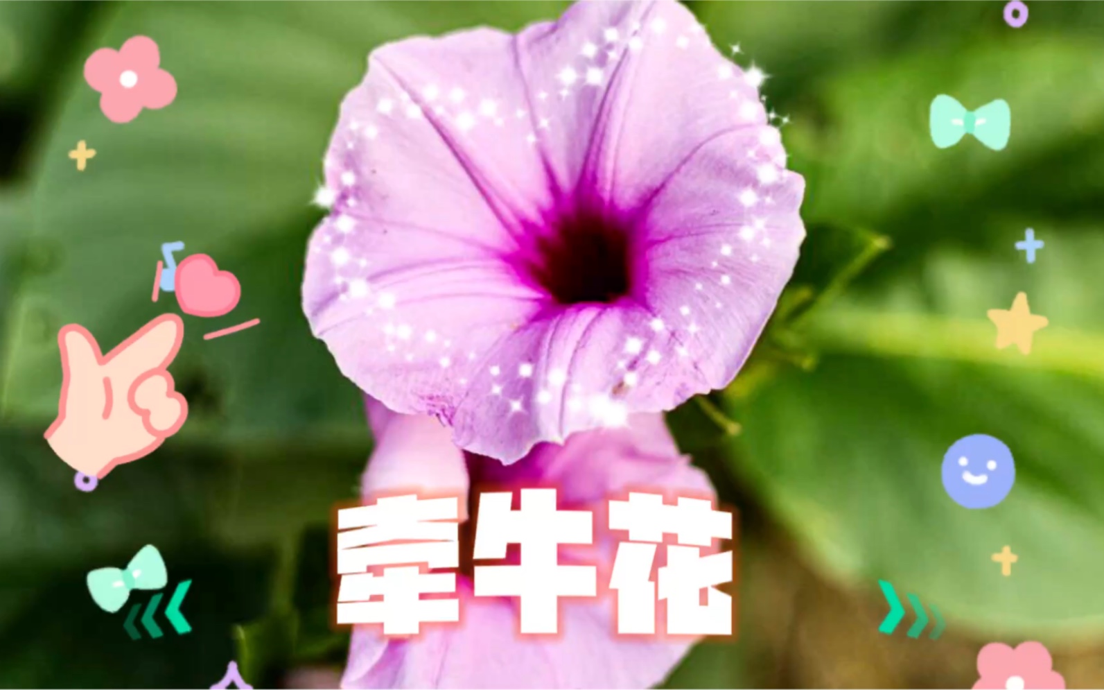 [图]六月会开的花花（10）牵牛花：如留声机一般的喇叭花