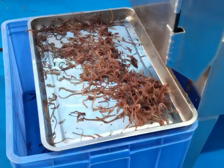 黑木耳切丝机,木耳切块切丝机,还可以切各种蔬菜片丁块状.