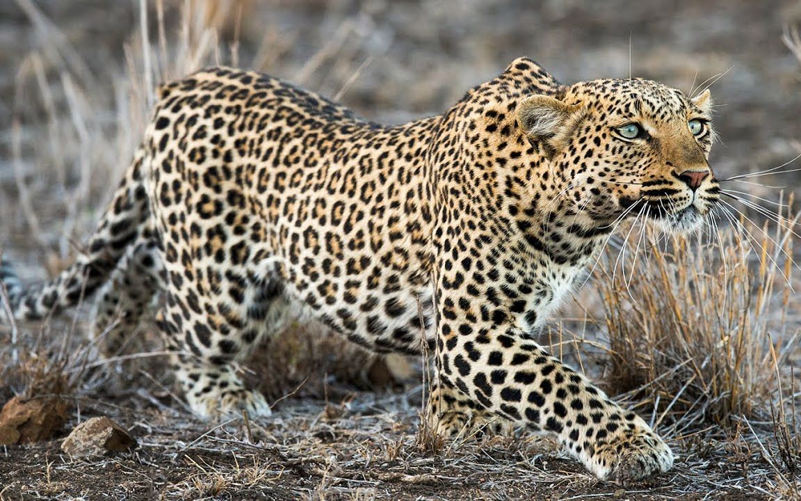 实拍非洲花豹偷袭黑斑羚,威风猎手也有失算的时候?_哔哩哔哩_bilibili