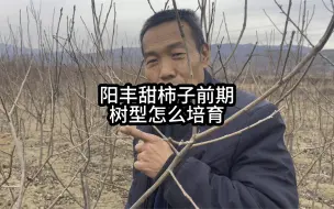 下载视频: 阳丰甜柿子树前期，怎么培育树型？