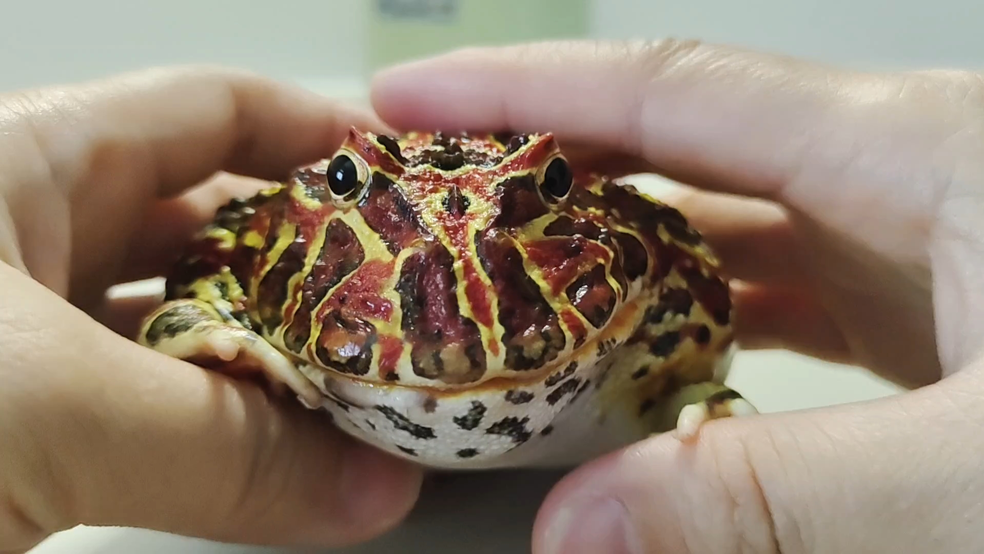 钟角蛙蛙的性别鉴定