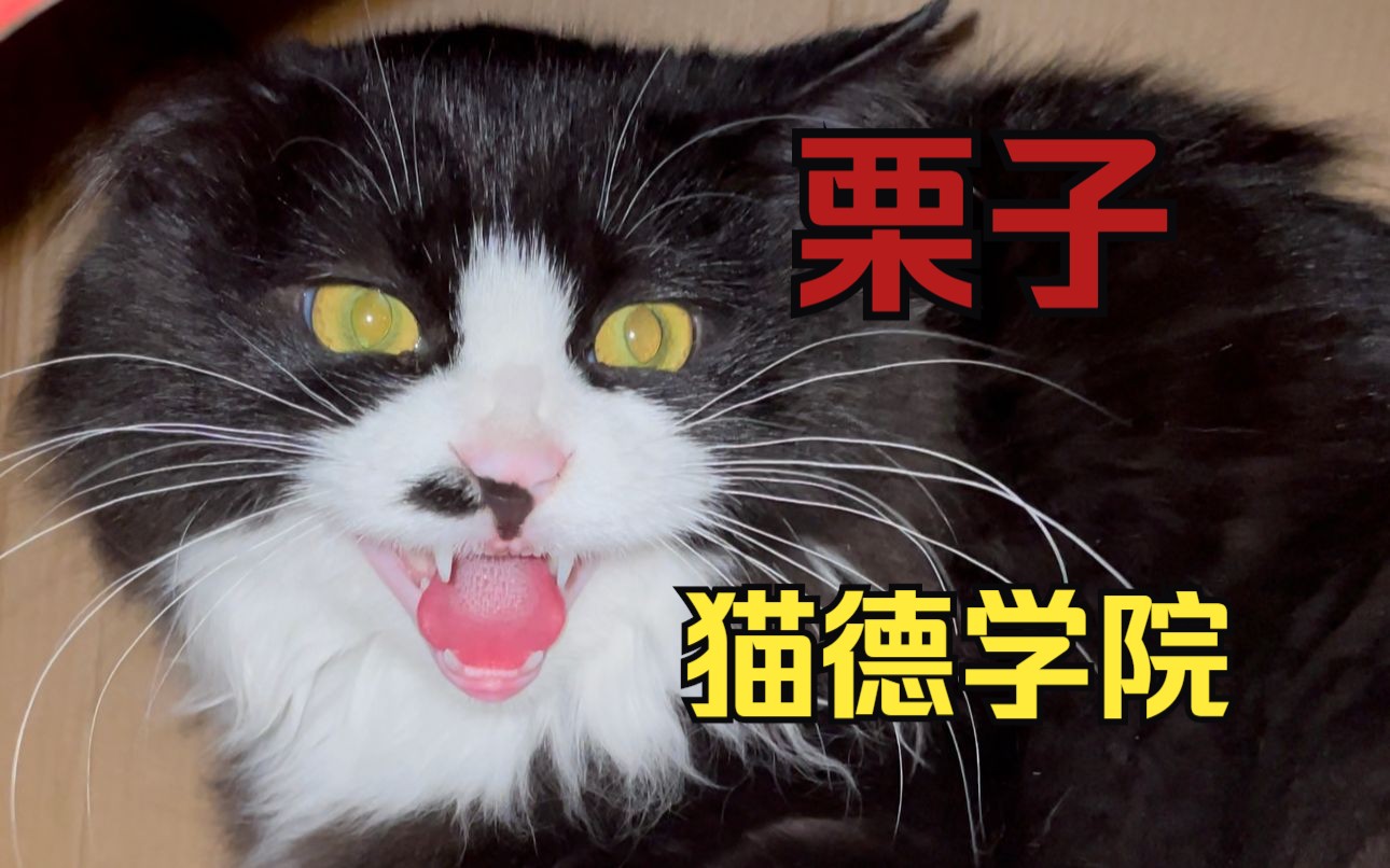 猫德学院的栗子哔哩哔哩bilibili