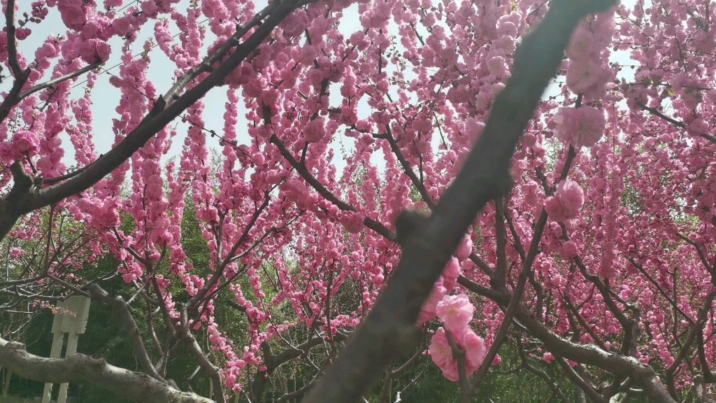 [图]与你相约在，桃花盛开的季节