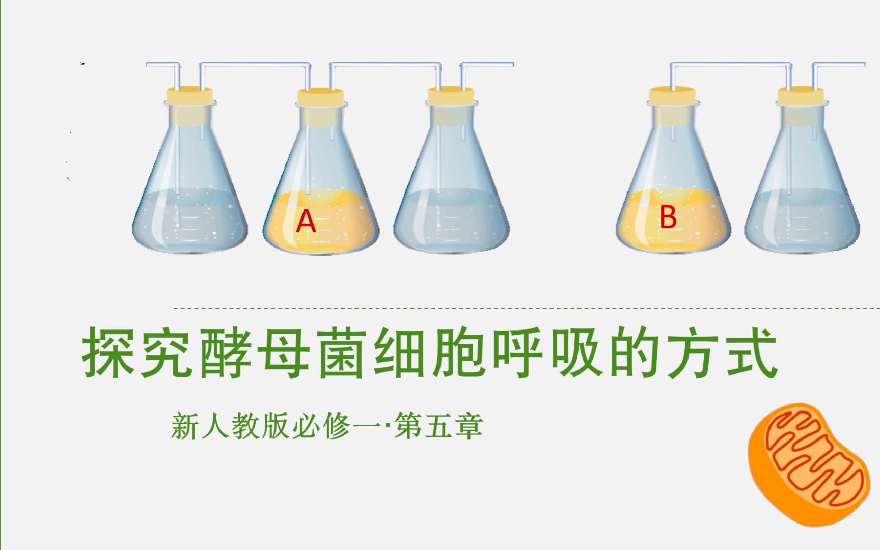 探究酵母菌细胞呼吸的方式哔哩哔哩bilibili