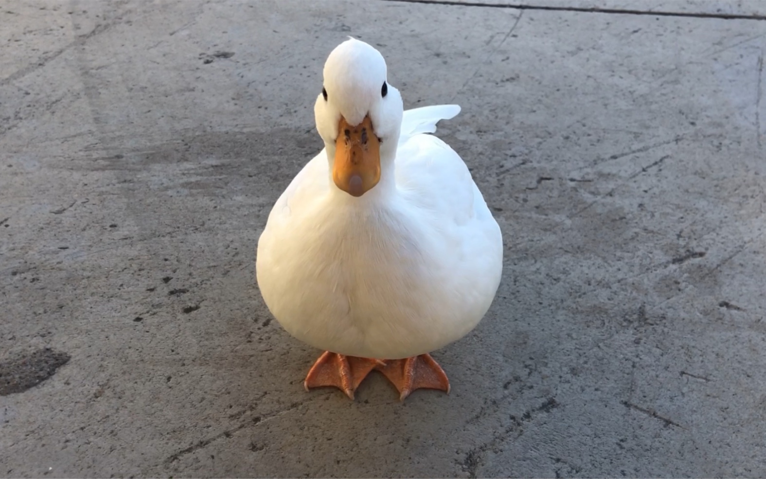 活动  柯尔鸭_又是被迫营业的一天