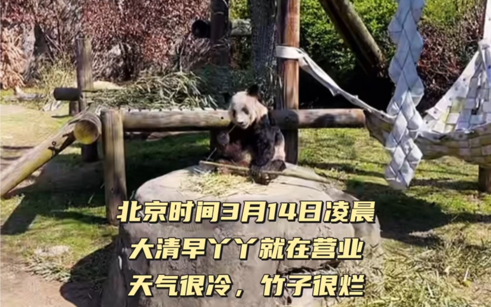 [图]#旅美大熊猫乐乐丫丫 3月14日凌晨：丫丫在寒风与饥饿中营业，今天的竹子很烂，丫丫又在啃老竹竿！ #接丫丫回家