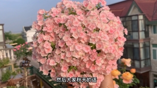 紫斑风铃草花如一串串风铃美极了 哔哩哔哩 つロ干杯 Bilibili