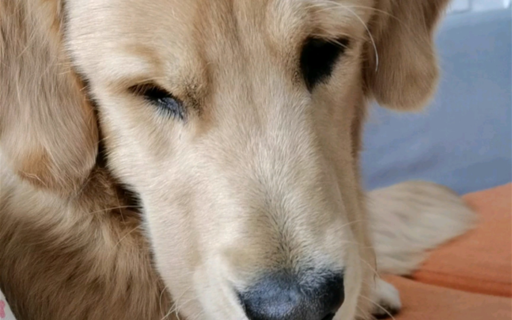 金毛耷拉个脸一脸委屈的样子