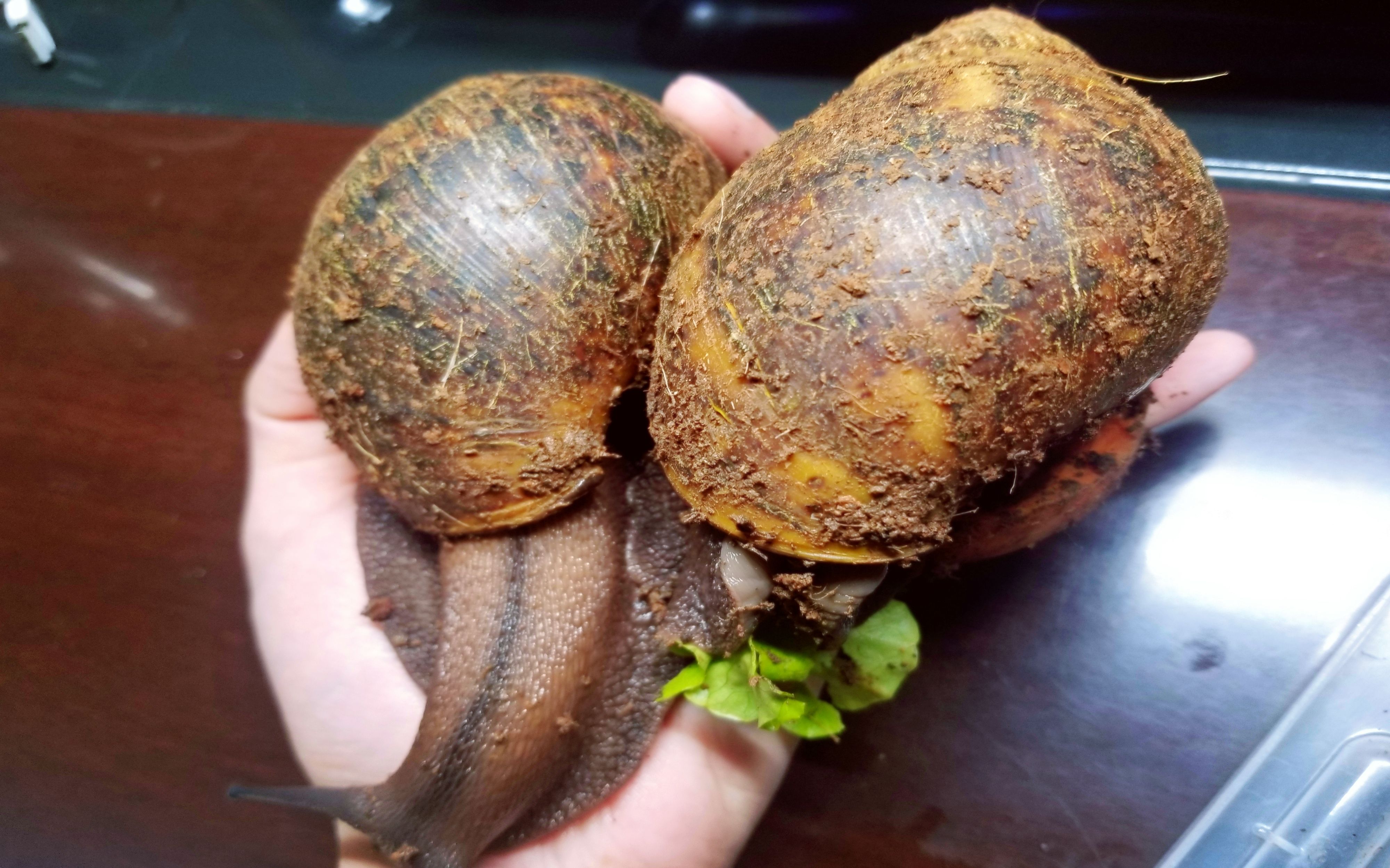 厚缘玛瑙螺生了八颗蛋