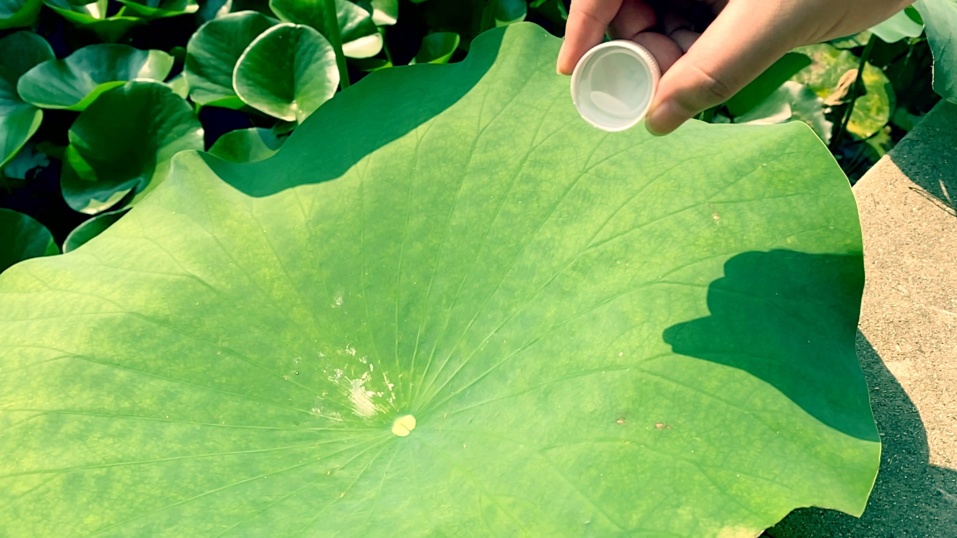 水过荷叶的时候的奇妙效果