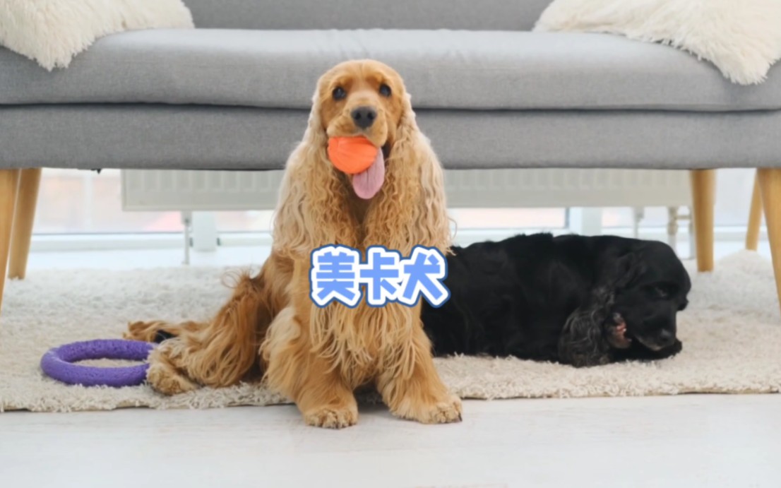 美卡犬:高颜值高智商的可爱犬种!哔哩哔哩bilibili