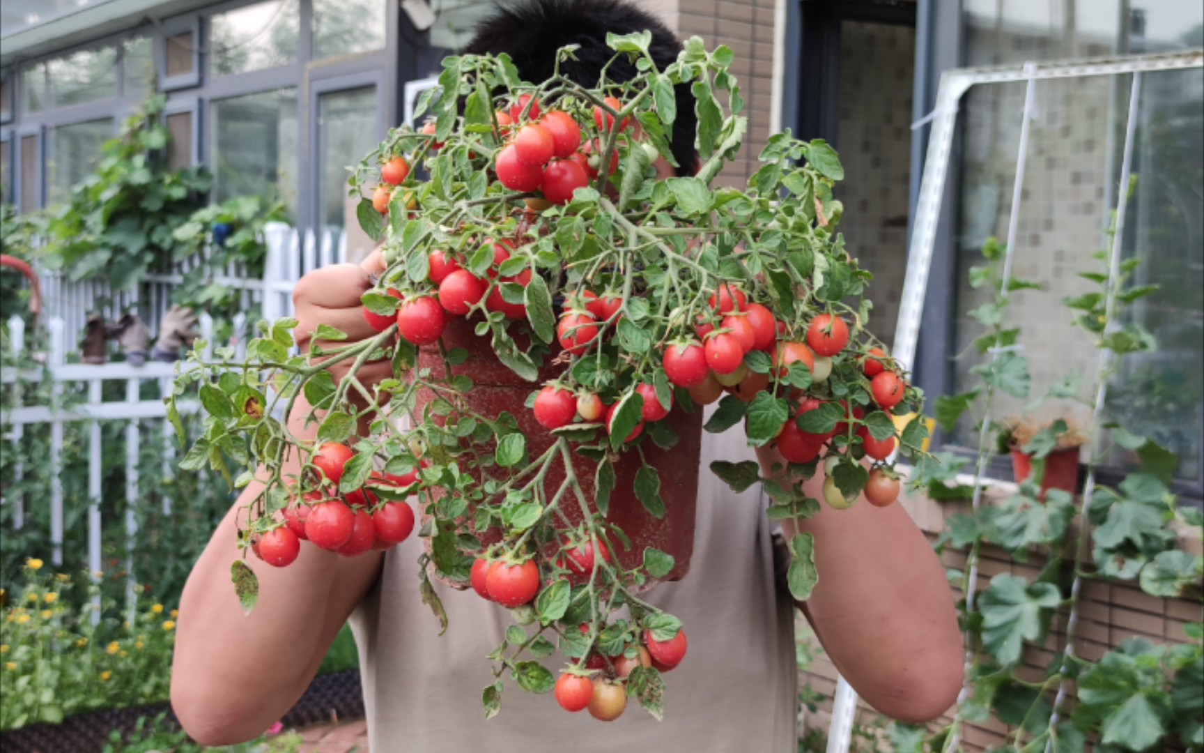 盆栽垂吊番茄:园中珍珠 garden pearl1