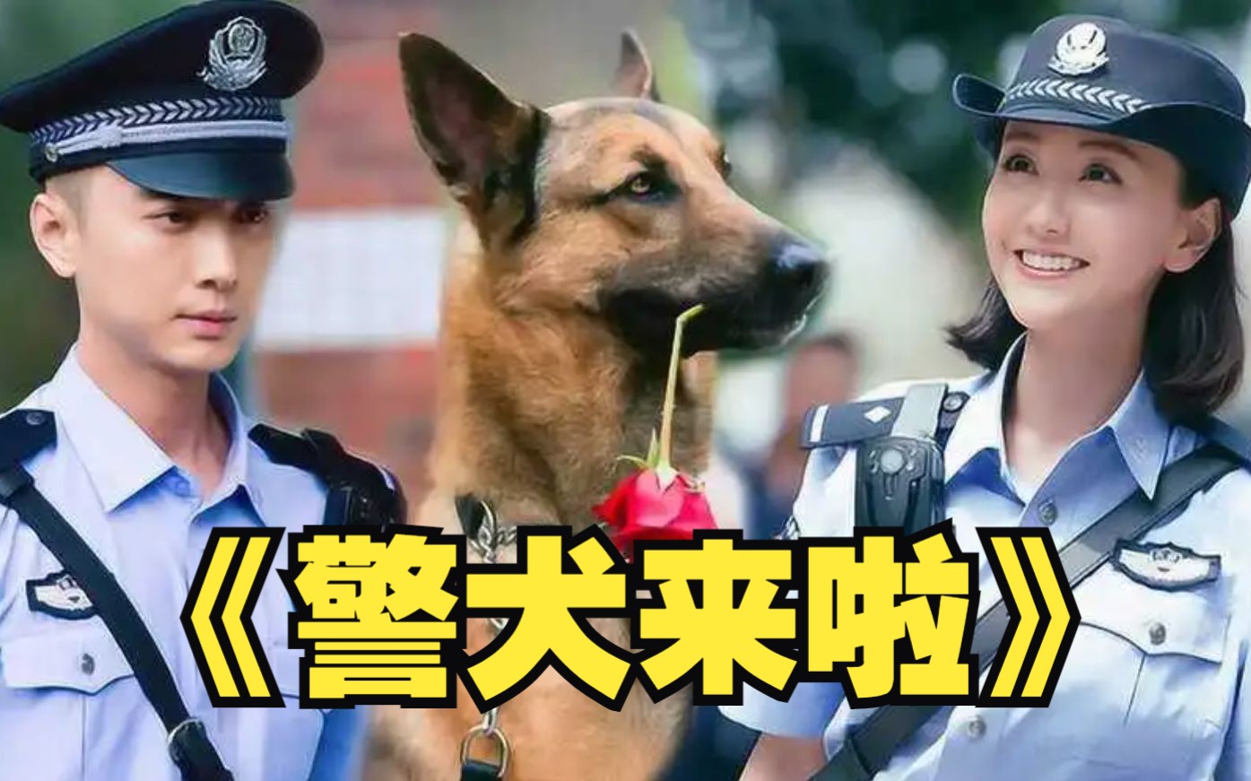 一口气看完超清警犬题材电视剧《警犬来啦》完整版,警犬出击,大毒枭落网,警犬是人民的英雄,值得我们向它致敬哔哩哔哩bilibili