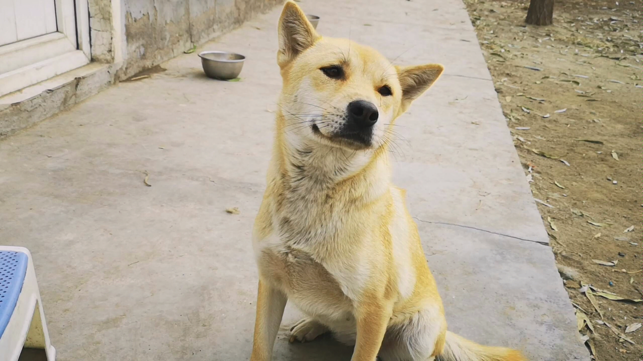 中华田园犬大黄第一次剪指甲,快吓死了,原来你也有害怕的呀!