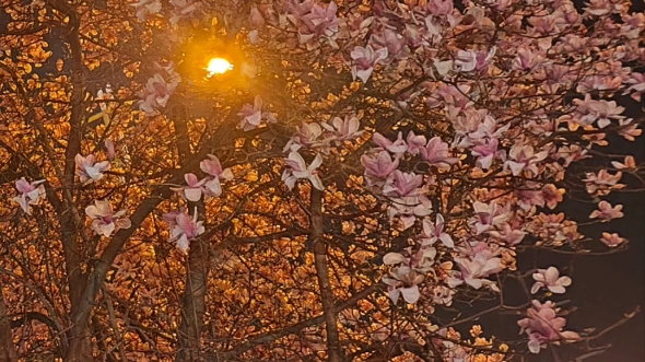 [图]“但是这荞麦花，花语是什么？”“恋人”