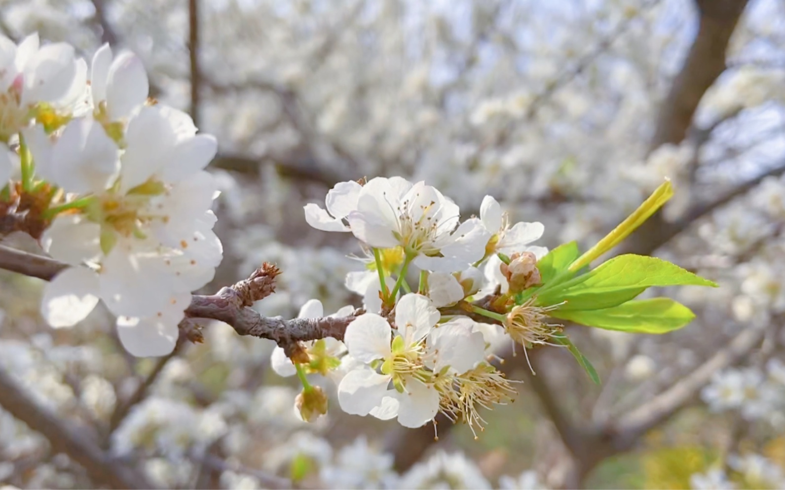 李花怒放一树白