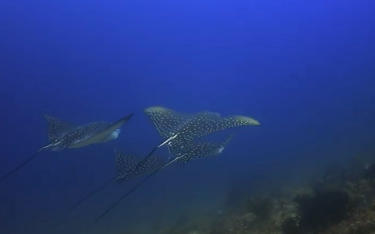 座头鲸宝宝聪明绝顶的猎手使出计谋成功猎杀鲸鱼宝宝虎鲸捕食捕猎现场