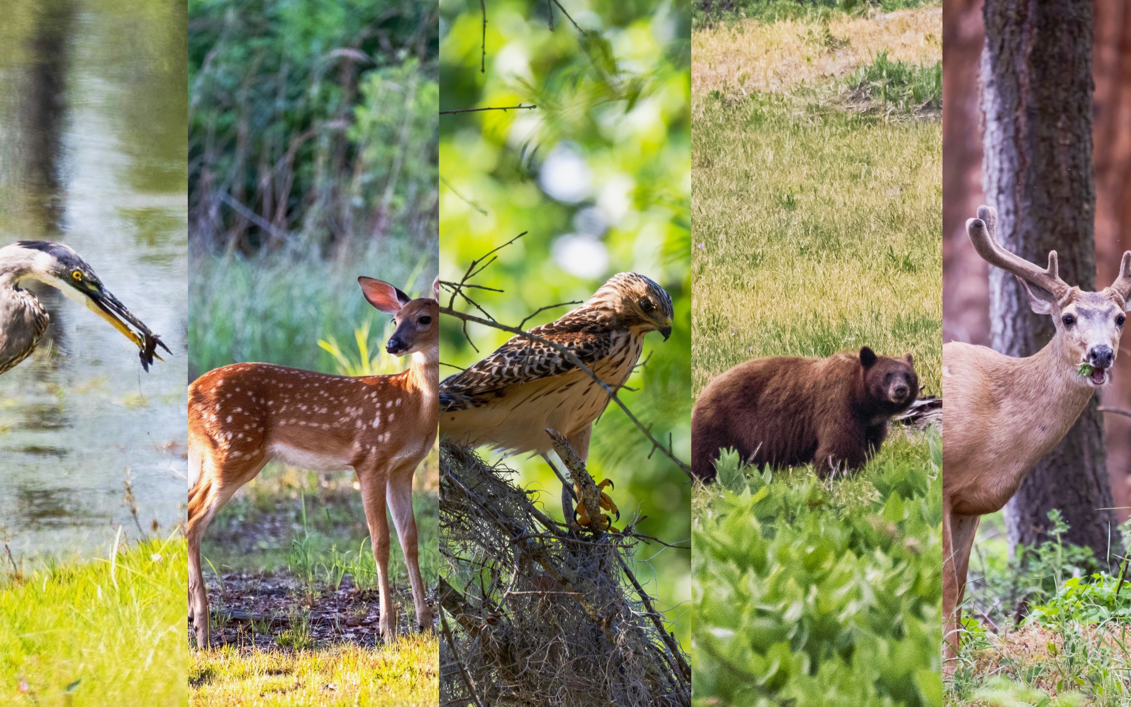 活动  日常打鸟 在国家公园发现的野生动物合集 黑熊 红肩鹰 鹿 大蓝