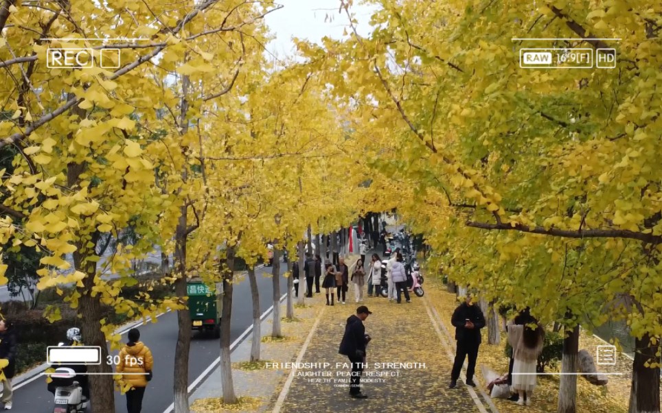 三峡大学银杏树图片