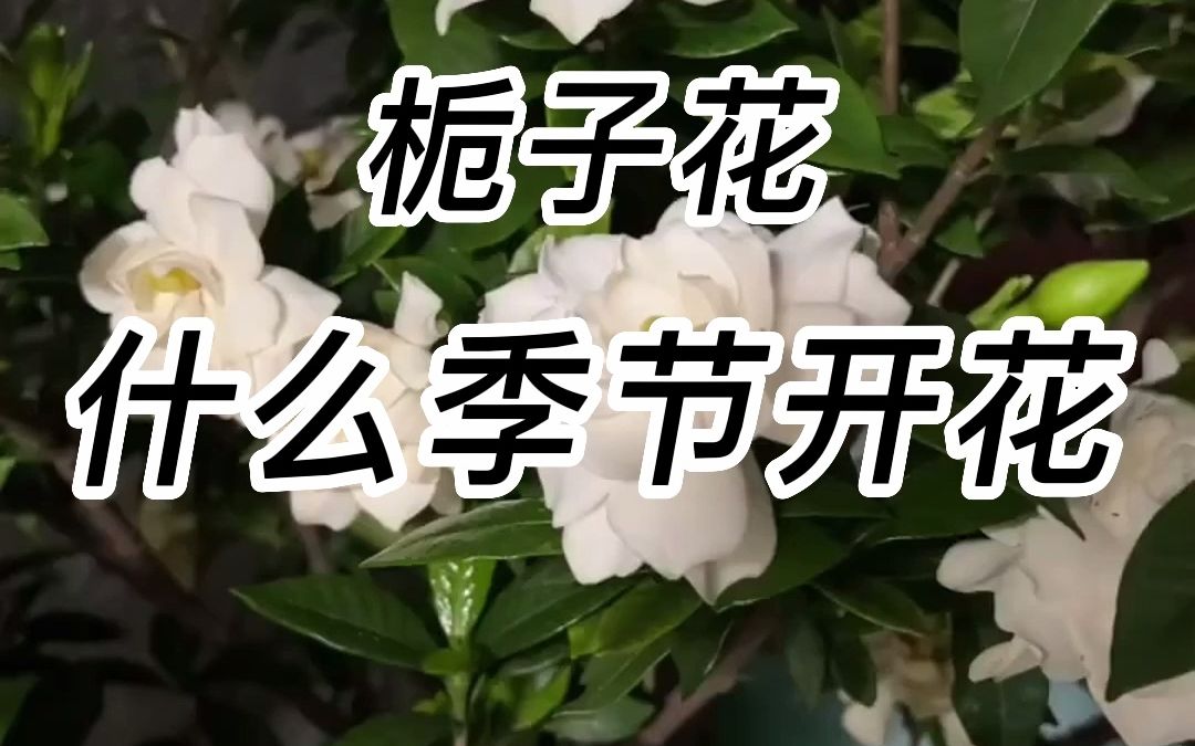 栀子花是什么季节开的?哔哩哔哩bilibili