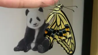 记录 一只柑橘凤蝶的羽化过程 哔哩哔哩 Bilibili