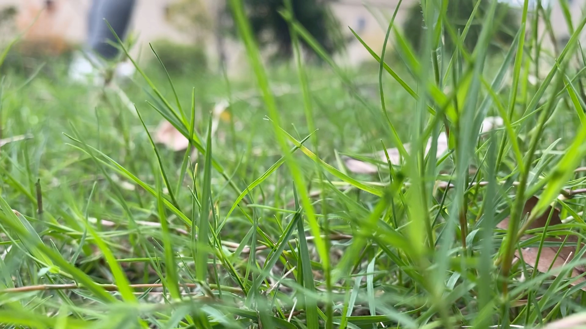 绿草茵茵,微风吹拂,心向阳光