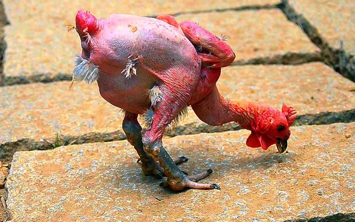 美国一种变异家禽"鸡",没有毛,产蛋量超高,致富门路!