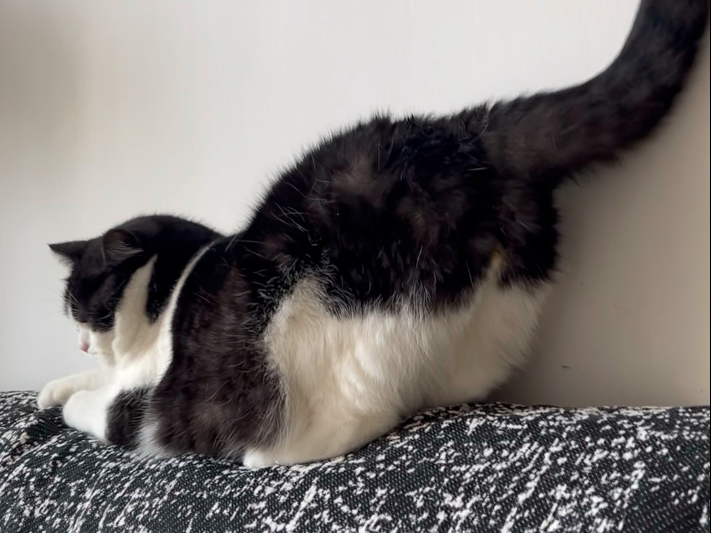 骚猫是这样的