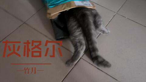 小灰猫钻快递箱 猫确实是液体的 哔哩哔哩