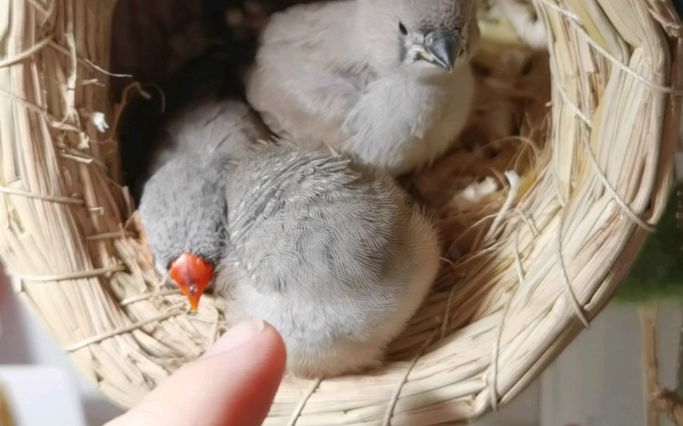 【珍珠鸟】戳一下睡着的鸟团子会怎么样?