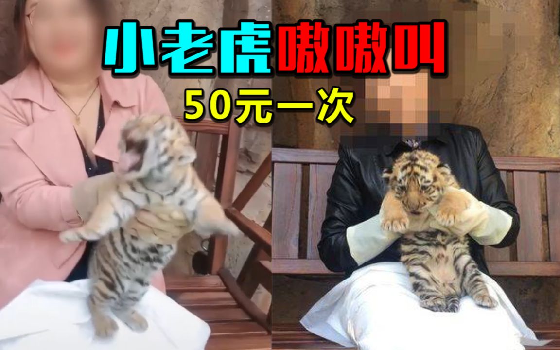 小老虎像小孩一样嗷嗷直叫,50元一次拍照合理吗?哔哩哔哩bilibili