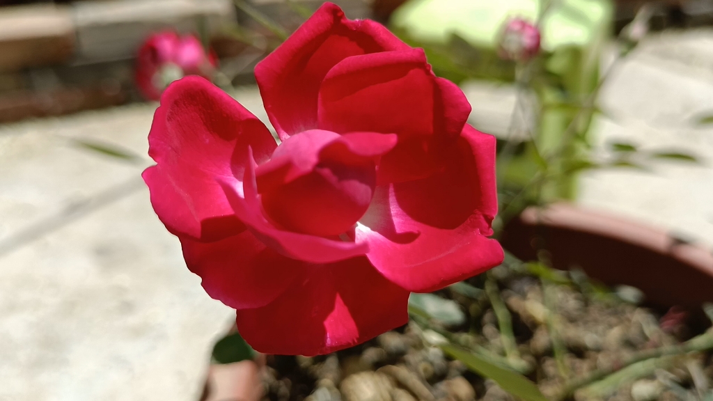 中国古老月季赤龙含珠