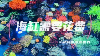 Download Video: 玩海缸要花多少