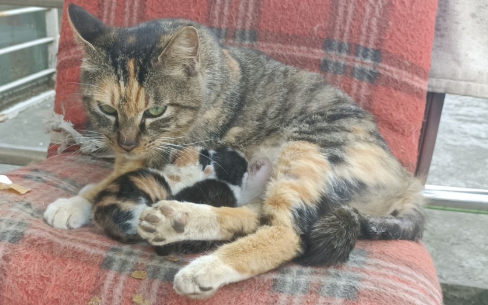 狸花猫又生小猫猫啦