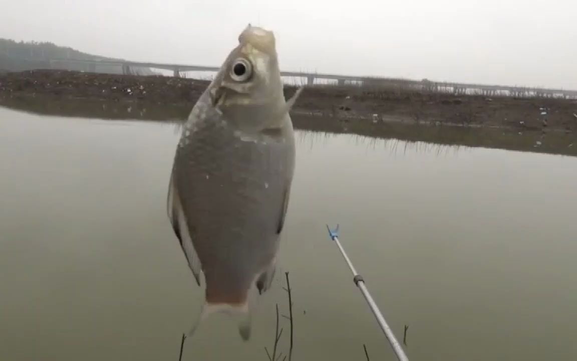 退水鱼真的难钓吗?野钓退水河道叉沟,天然鱼窝,下竿就来口哔哩哔哩bilibili