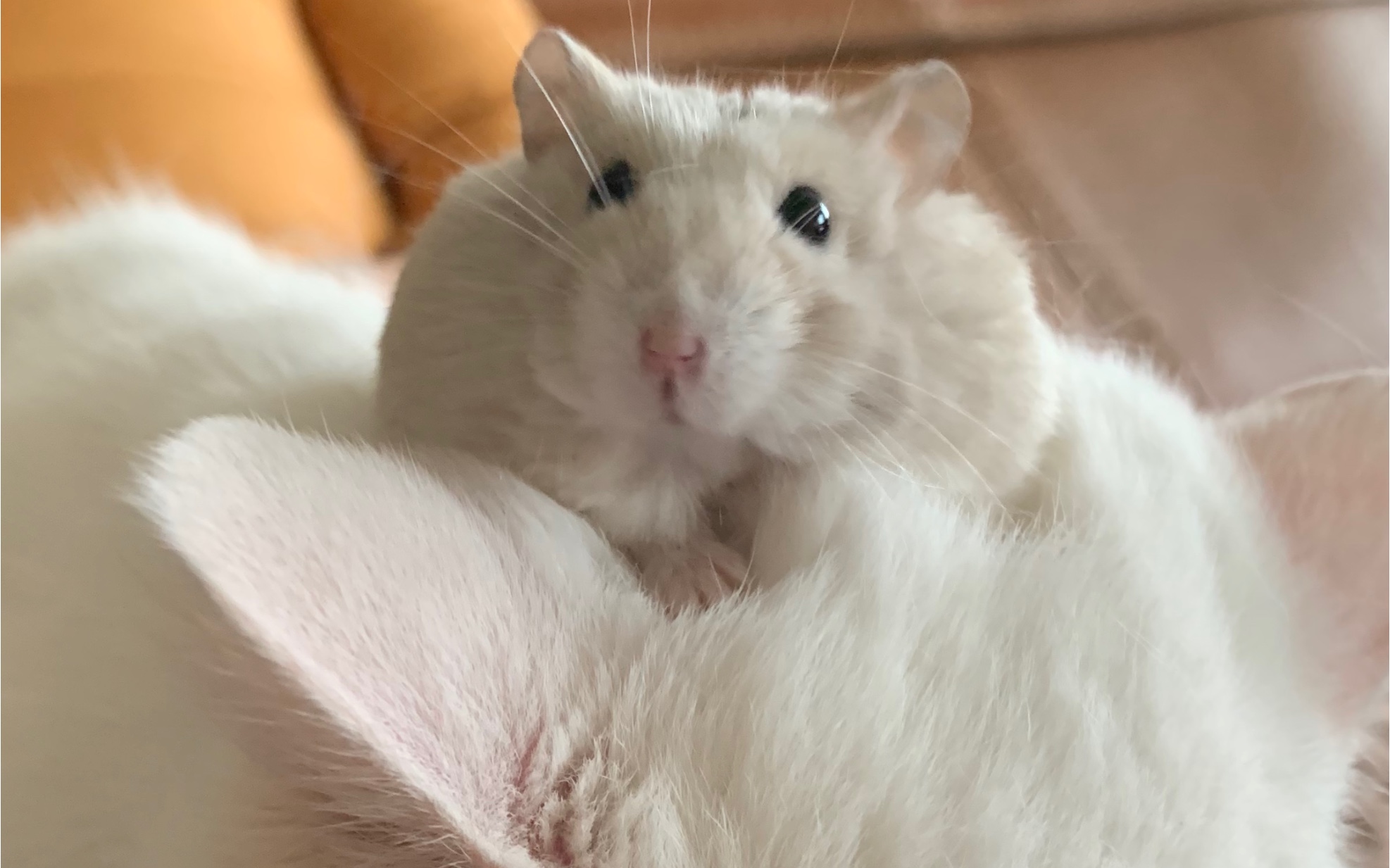 可爱仓猪躺手睡合集qwq