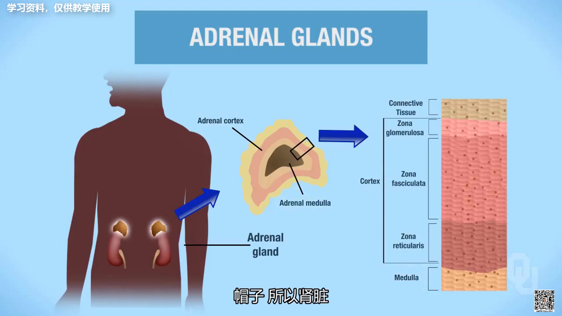 肾上腺皮质和髓质的结构与功能哔哩哔哩bilibili