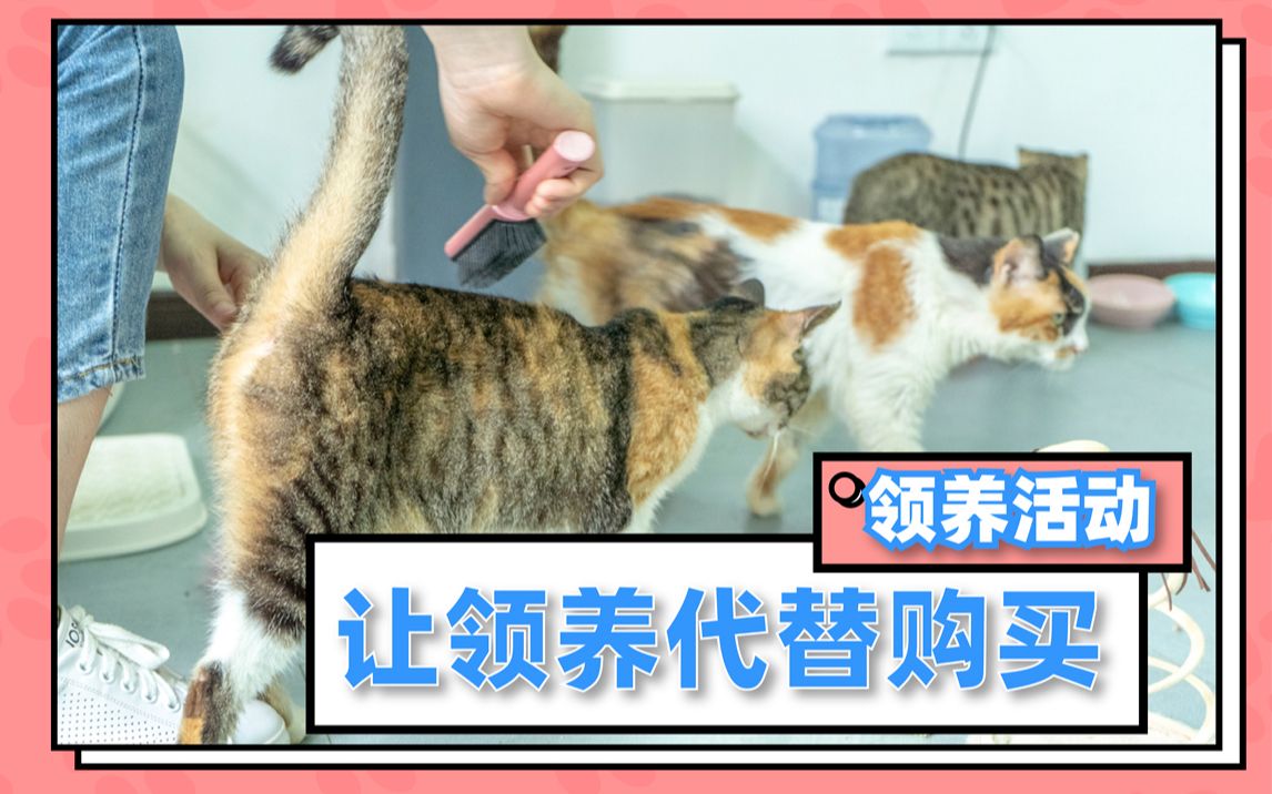 重庆的猫咪领养小栈都这么好了吗?到底是咖啡馆还是领养中心?哔哩哔哩bilibili