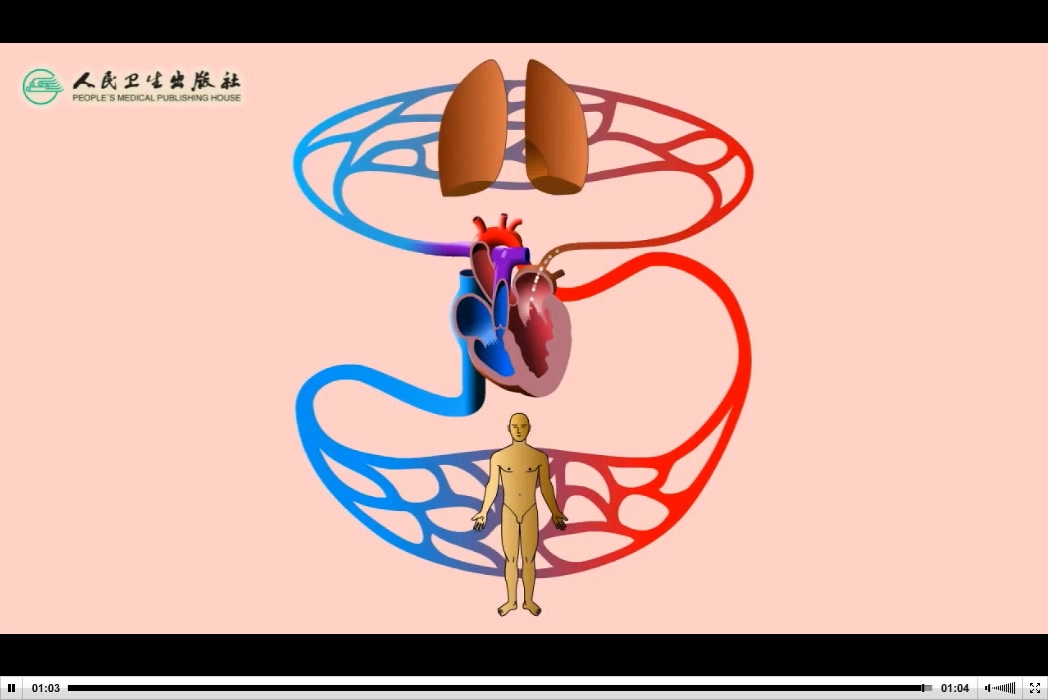 循环系统解剖图 卡通图片
