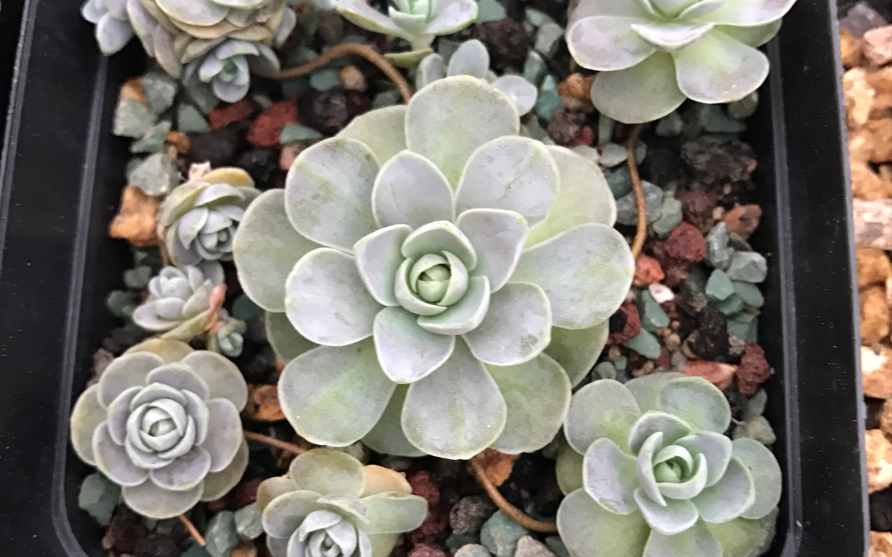 多肉「茶花盆里的子持莲华」