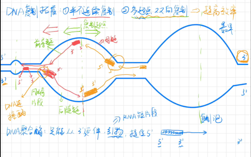 高中生物必修二|DNA复制拓展~双向多起点复制+半不连续复制(冈崎片段)哔哩哔哩bilibili