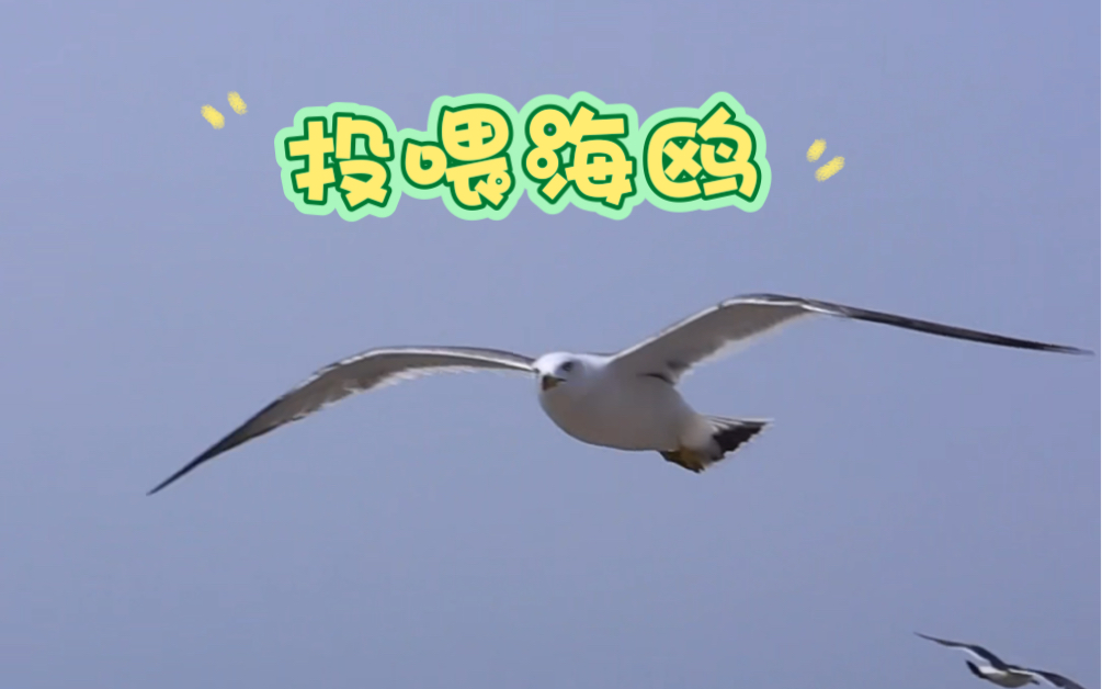 星海广场投喂海鸥