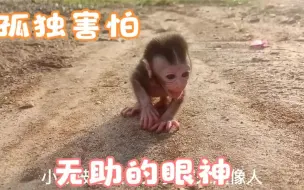 Tải video: 可怜的小猴子被丢弃在野外，哭得很伤心害怕