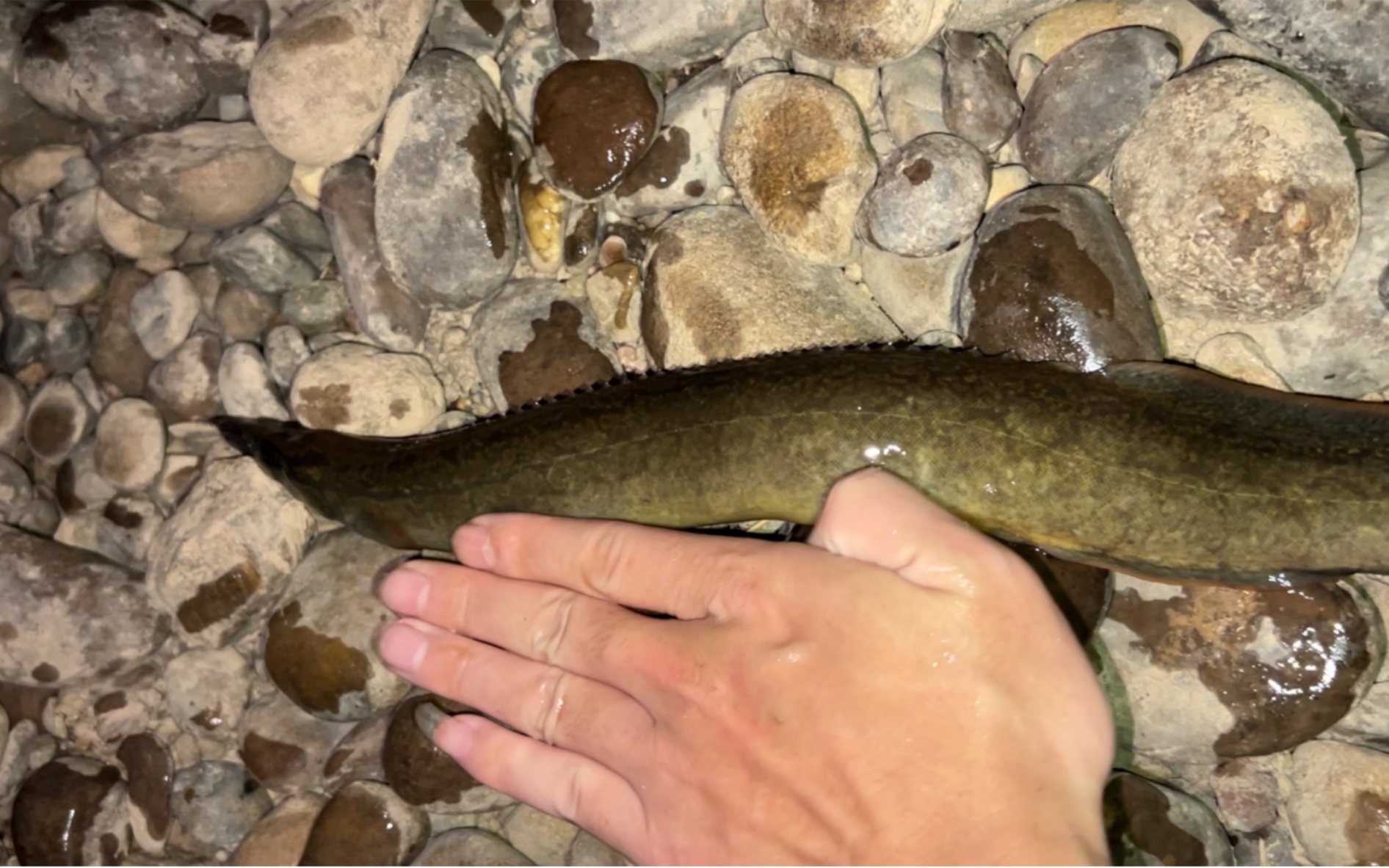 农村野外河边放钓,巴掌大刀秋鱼你见过吗?