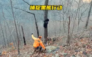 Download Video: 国外猎人出动上百条猎犬追捕黑熊 #户外 #猎犬 #黑熊