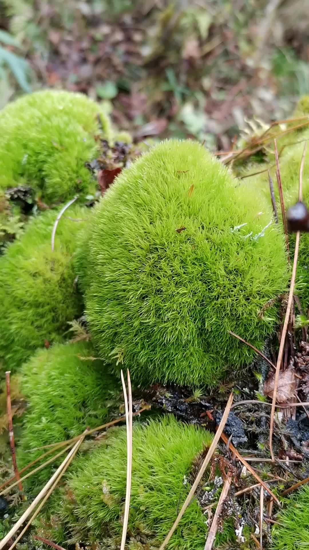 白发藓属的植物很容易长成一团球状