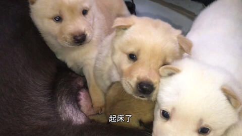 邻居田园犬生了窝小奶狗 乖巧懂事让人摸 肉乎乎的可爱极了 哔哩哔哩 Bilibili